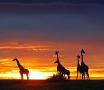 «Несмотря на высокую конкуренцию, африканец живет сегодняшним днем». Как начать бизнес в Кении и приспособиться к местному менталитету